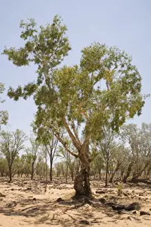 Paperbarks Prints: Green Paperbark or Melaleuca The Hann River with a green Melaleuca
