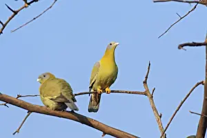 Ranthambhor Np Prints: Green Pigeons, Ranthambhor National Park, India