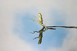 Reptiles And Amphibian Prints: Green / Plumed Crested basilisk - basilisk youngster running on water Central America 005257