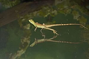 Images Dated 22nd October 2007: Green / Plumed Crested basilisk - young running across water Central America 005277