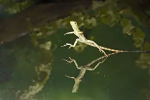 Green / Plumed Crested basilisk - young running across water. Central America 005274