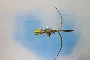 Green / Plumed Crested basilisk - young running across water. Central America 005258
