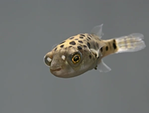 Images Dated 31st October 2005: Green Puffer Fish – front top view dist:s E Asia UK