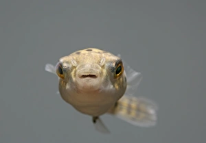 Images Dated 31st October 2005: Green Puffer Fish – front view dist:s E Asia UK
