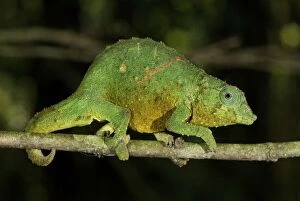 Images Dated 8th December 2005: Green Pygmy Chameleon - male