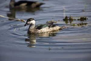 Images Dated 16th June 2006: Green Pygmy-Goose Despite its name is in fact a small duck. Inhabits deep freshwater lagoons