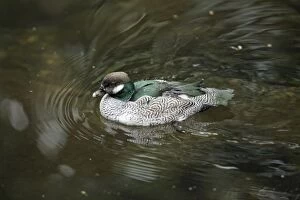 Green Pygmy-goose - male swimming on lake
