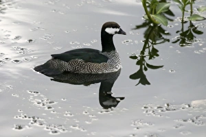 Images Dated 13th December 2003: Green Pygmy-Goose Male Yellow Water, Kakadu National Park, Northern Territory, Australia