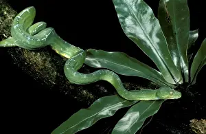 Pythons Prints: Green Python - Adult; can grow to two metres long