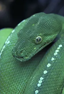 Pythons Prints: Green Python - Close-up of head