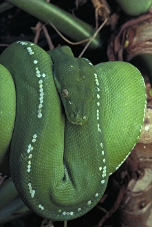 Green Python - Coiled