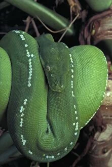 Images Dated 31st August 2006: Green Python - Coiled. Australia - Found in rainforest areas of eastern Cape York Peninsula - A