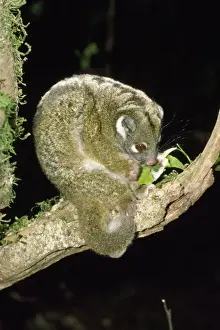 Green Ringtail Possum - eating leaf