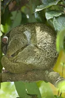 Images Dated 4th September 2008: Green Ringtail Possum - female adult curled up on a branch sleeping - Atherton Tablelands