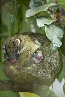 Green Ringtail Possum - female adult curled up on a branch trying to sleep but her baby is wiggling out of its pouch