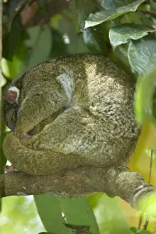 Curled Up Prints: Green Ringtail Possum - female adult curled up on a branch sleeping - Atherton Tablelands