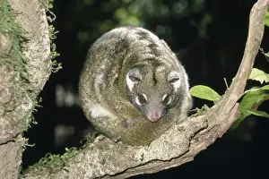 Ring Tailed Prints: Green Ringtail Possum - resting