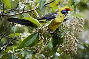 Images Dated 17th December 2008: Green Rosella - adult sits on a tree feeding on its blooms. To be able to feed on them comfortably