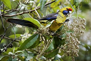 Images Dated 17th December 2008: Green Rosella - adult sits on a tree feeding on its blooms. To be able to feed on them comfortably