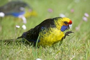 Green Rosella - adult standing in blooming meadow feeding on grass
