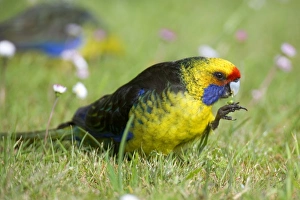 Green Rosella - adult standing in blooming meadow feeding on grass Green Rosella - adult standing in blooming meadow feeding on grass