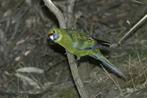 Green Rosella Approaching waterhole near Buckland, Tasmania, Australia