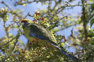 Green Rosella Near its nest site at the historic penitentiary at Port Arthur. Tasmania, Australia