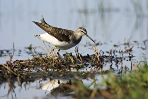 Images Dated 5th April 2008: Green Sandpiper - at lake edge, Alentejo, Portugal