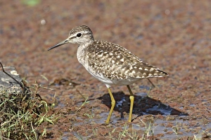 Images Dated 23rd March 2007: Green Sandpiper Ranthambhor National Park, India