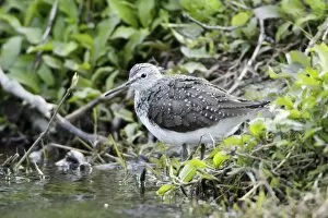 Images Dated 11th April 2009: Green Sandpiper - resting on river bank