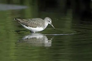 Green Sandpiper - searching for food in river, Alentejo region, Portugal