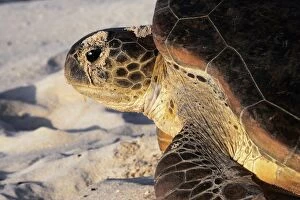 Images Dated 24th April 2005: Green Sea Turtle. Atol de Cosmoledo - Seychelles - Indian Ocean