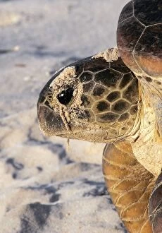 Images Dated 24th April 2005: Green Sea Turtle. Atol de Cosmoledo - Seychelles - Indian Ocean