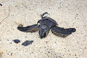 Images Dated 18th May 2008: Green sea turtle - baby birth - Espanola Island - Galapagos Islands