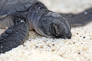 Images Dated 18th May 2008: Green sea turtle - baby birth - Espanola Island - Galapagos Islands