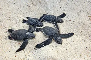 Turtle Prints: Green sea turtle - baby birth - Espanola Island - Galapagos Islands
