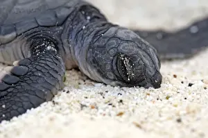 Green sea turtle - baby birth - Espanola Island - Galapagos Islands