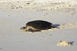 Images Dated 24th April 2005: Green Sea Turtle - on beach. Atol de Cosmoledo - Seychelles - Indian Ocean