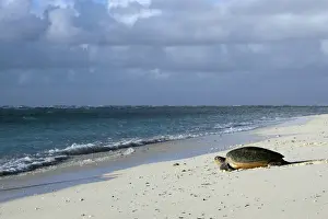 Green Sea Turtle - on beach. Atol de Cosmoledo - Seychelles - Indian Ocean