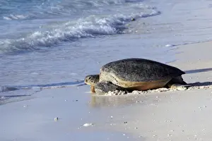 Green Sea Turtle - on beach. Atol de Cosmoledo - Seychelles - Indian Ocean