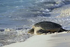 Green Sea Turtle - on beach entering sea. Atol de Cosmoledo - Seychelles - Indian Ocean