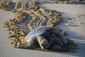 Walk Gallery: Green Sea Turtle (Chelonia mydas) Female