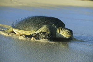 Nesting Gallery: Green Sea Turtle, (Chelonia mydas), nesting