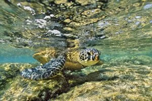 Green Sea turtle - feeding on algae along shoreline rocks