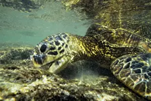 Kids Prints: Green Sea Turtle - feeding on algae underwater. Hawaii. C445