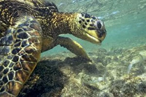 Green Sea Turtle - feeding on algae underwater