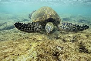 Images Dated 23rd February 1974: Green Sea Turtle - feeding on algae underwater. Hawaii. C530
