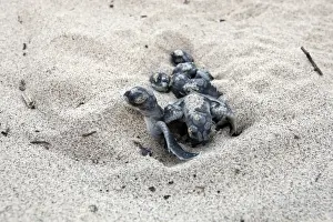 Hatchling Prints: Green sea turtle - hatchlings - Santiago island - Galapagos islands