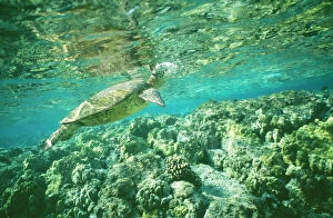 Island Gallery: Green Sea TURTLE - side profile, at surface