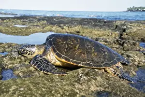 Hawaii Prints: Green Sea Turtle - resting - sunning itself - Hawaii